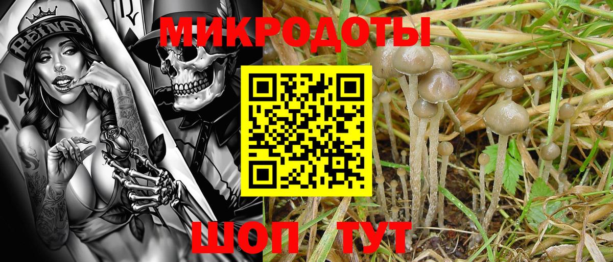 Псилоцибиновые грибы Cubensis Кингисепп